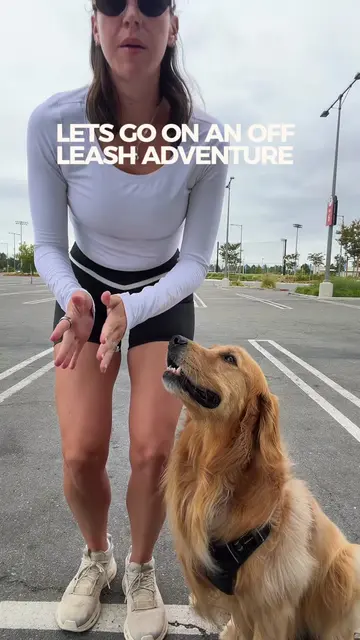 The way he was barely walking at the end 😅 Collar: @Fi Smart Dog Collar  Harnes