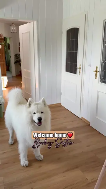 Welcome home Frida 🏡🥹 #dog #samoyed #welcomehome #baby #wholesome