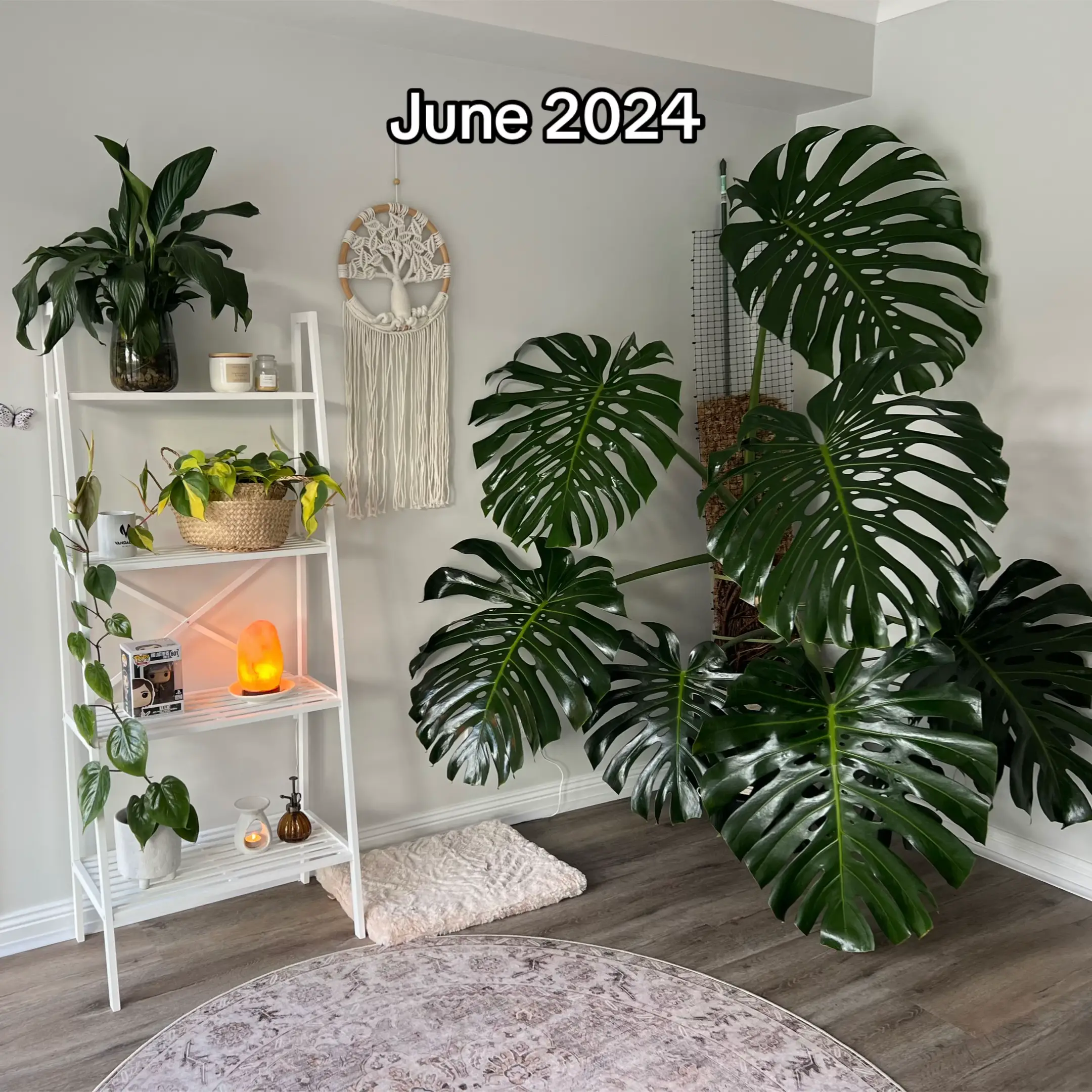 I moved into this space just over two years ago, here are my plant growth update
