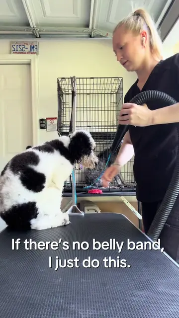 I KNOW, some groomers will have something to say🤣.  I’ve been doing this for ye