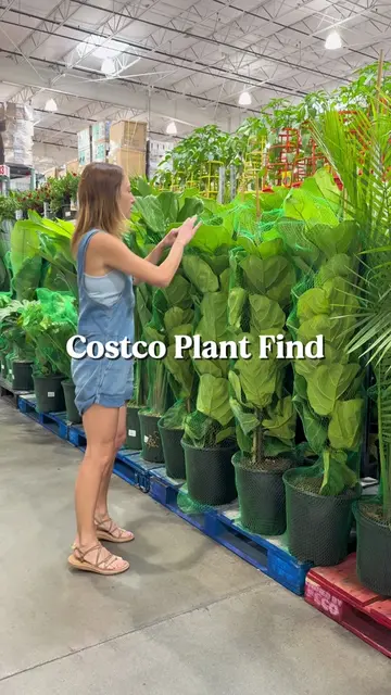 I finally snagged a Costco Fiddle Leaf 🙌 now where am I going to put it 😂