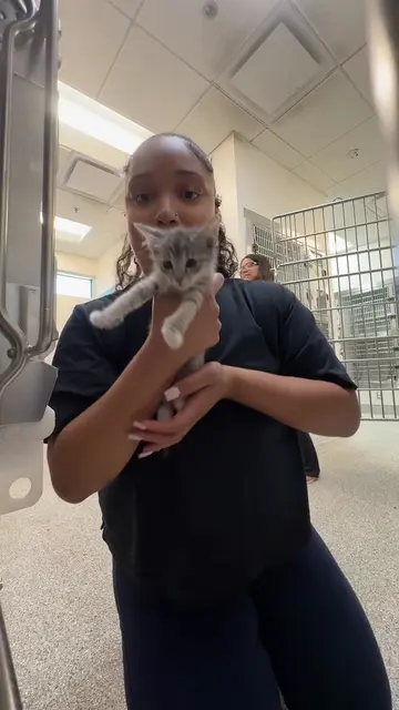 Part 1 Adopting a kitty at the shelter ‼️  #fyp #catshelter#adoptingakitten #ani