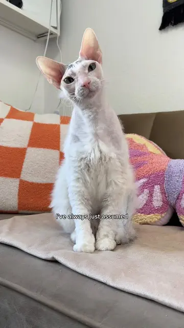 Tested the theory that cats recognize you by your scent not looks🤔 #sphynx #pet