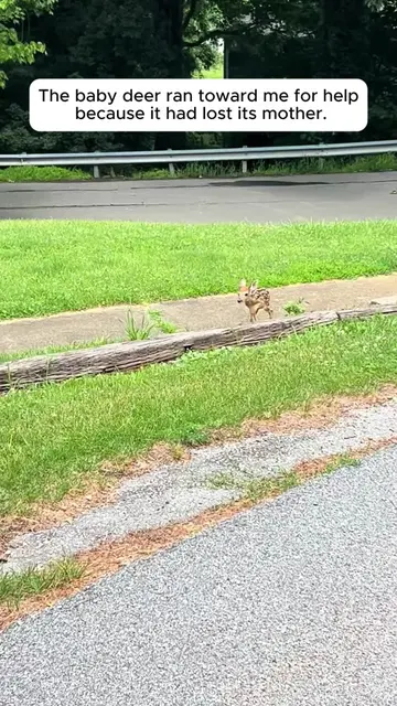 The story a month ago,I helped a baby deer . #rescue #animals #deer #story #anim