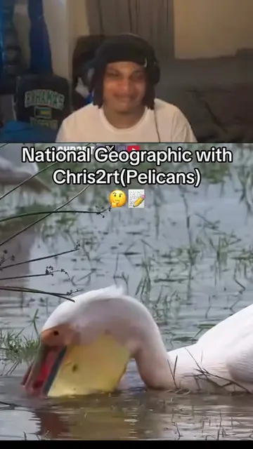 Twitch chr2rt #chr2rt #fyp #twitchstreamer #reaction #animals 