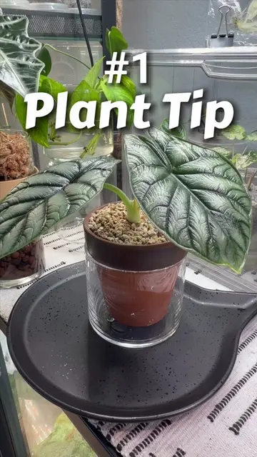 If I could give every plant parent just one tip, this would be it. Stop watering