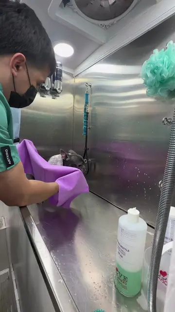 Tenia q subirle este episodio si o si 🤣🤣🤣🤣 #petmobilegrooming #miami #french