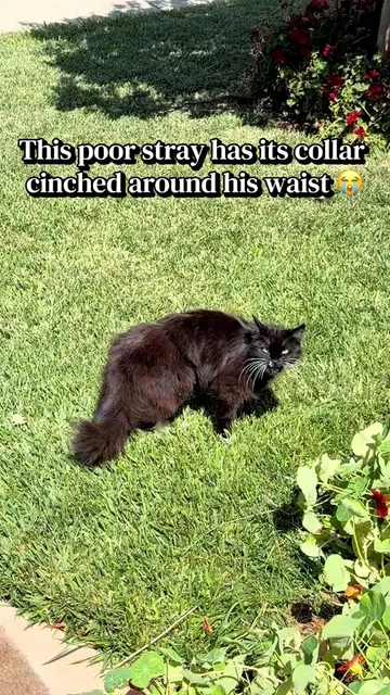 This sweet stray cat is our cat Booty’s doppelgänger, and he visits our yard for