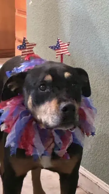4th of July: Post Videos of your pets/animals PawReel on the app and playstore 