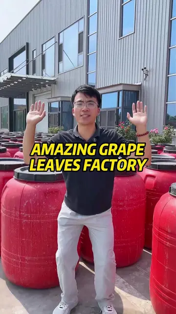 Grape leaves source factory!#grapeleaves #b2b #wholesale #sourcefactory #dolma 