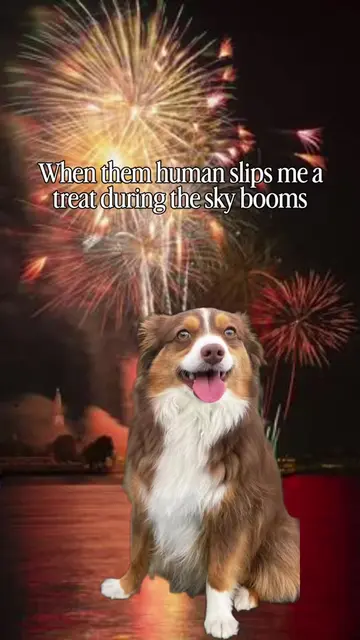 *the 🙄  God speed this holiday weekend 🙉🎇 #july4 #dogtok #aussiesdoingthings 