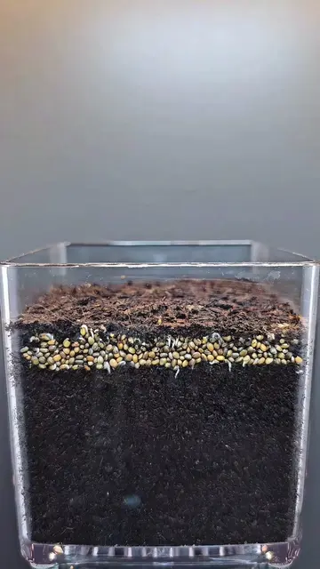 Arugula Microgreens Growing Timelapse 🌱 | 15 Days in 30 Seconds ⏱️ #Shorts #Aru