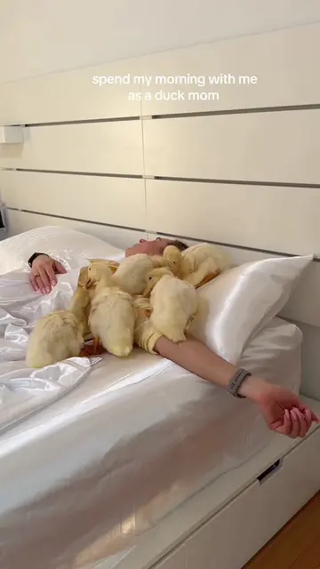 My morning as a duck mom 🐥🐥🐥 #duck #ducklings #amazon #duckmom #morningroutin