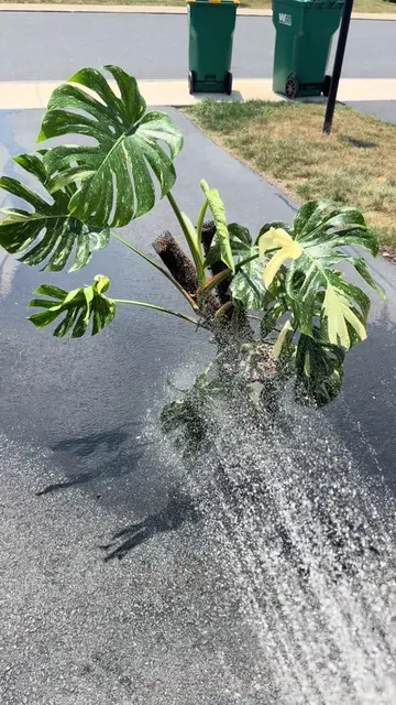 Giving your plants a good shower every now and then does more than just make the