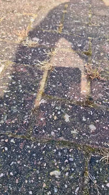 💥 Weeds everywhere — that’s exactly why we’re always rescuing block‑paved drive