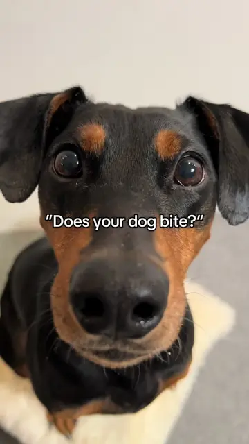 Even worse!😱But I love her for that🥺🦇#dog #dogsoftiktok #funnydog #doglove #d