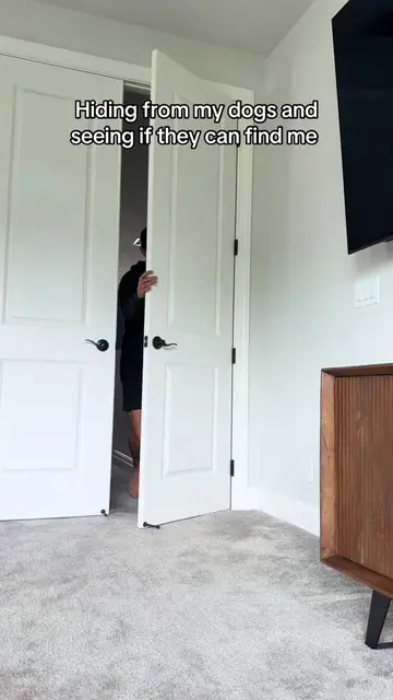 Play stupid games win stupid prizes…  #dogsoftiktok #husky #goldenretriever #pup