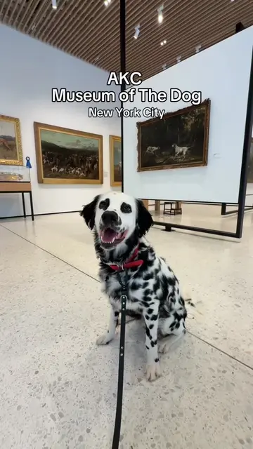 Ryder and I had the best time at the @AKC Museum of the Dog ! 🐾✨ We stopped in 