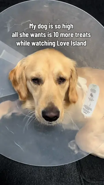 All my dog wants when she is high is @Love Island USA and 10 treats! #funnydog #