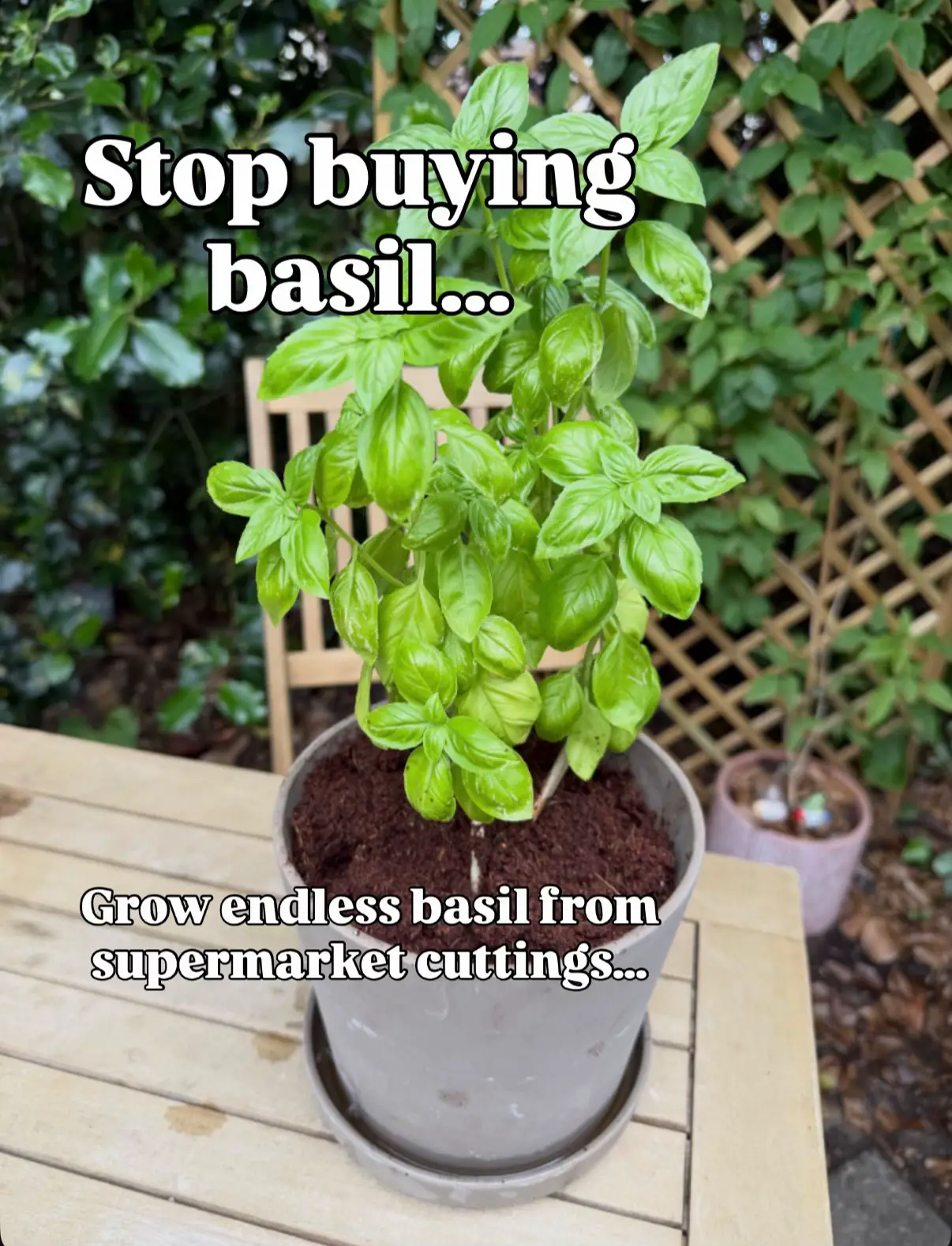 If you’ve bought cut basil from the supermarket, don’t throw it away the stems! 