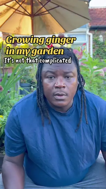 This is how I go about planting ginger in my garden. Some people do it different