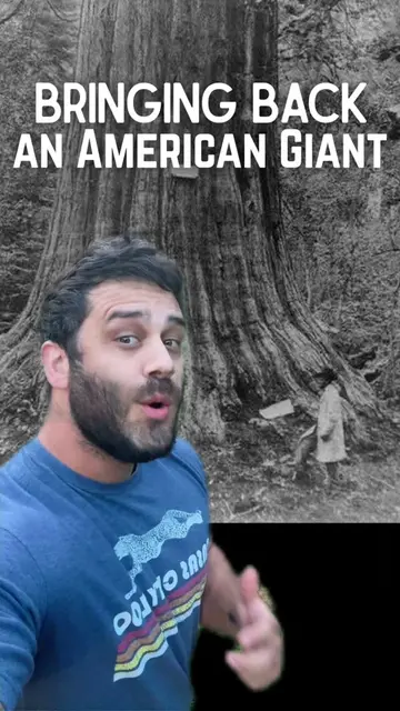 The Return of an American Giant | The American Chestnut and Functional De-Extinc