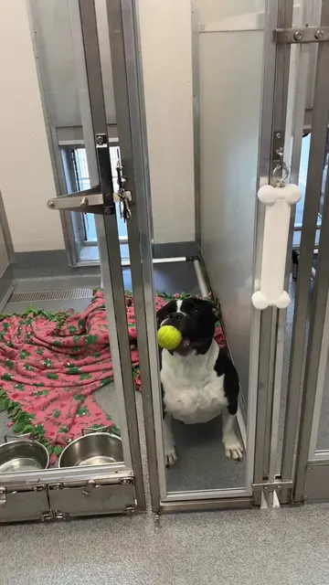 🚨‼️ EUTHANASIA DEADLINE 7/6‼️🚨 📍INDIANAPOLIS, INDIANA  🚨 Fawnda needs a hero