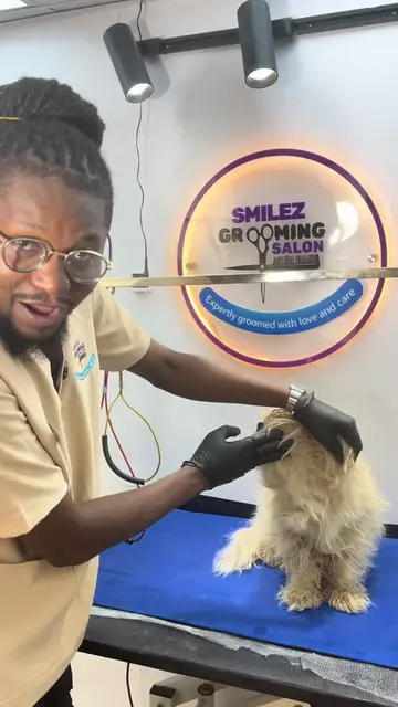 A short haircut grows back. Your dog’s comfort and well-being should always come