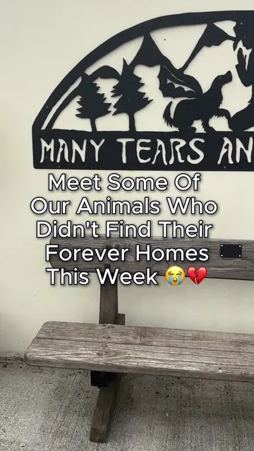 They watched their friends get adopted this week.. but they're still waiting. 💔