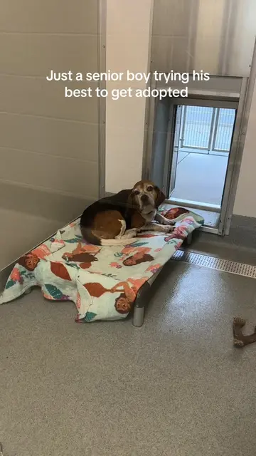 Parker has stolen my heart 🥹 #shelterdog #animalrescue  #seniordog #souldog 