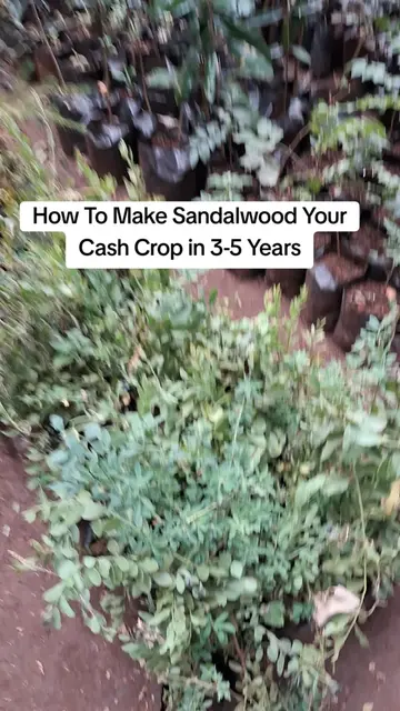 For years, African Sandalwood (Osyris lanceolata) has been cut down for its valu