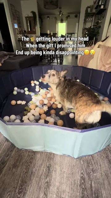 Well I guess we will need more 🎱😅🤷🏼‍♀️ He definitely enjoyed it tho!! 🤌🏻🤞