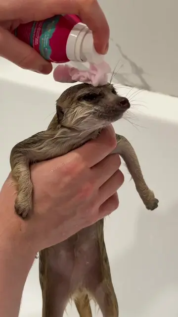 Foam party 💖 Пенная вечеринка 💖 #сурикат #meerkat #suricata #suricate #狐獴 
