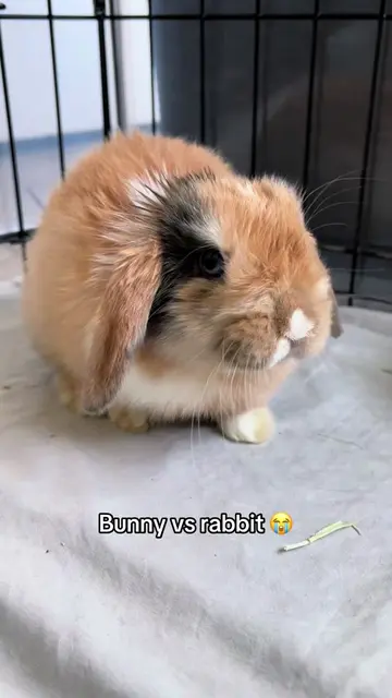 😭😭😭 #babybunny #rabbit #rabbitsoftiktok #pets #cutepets 