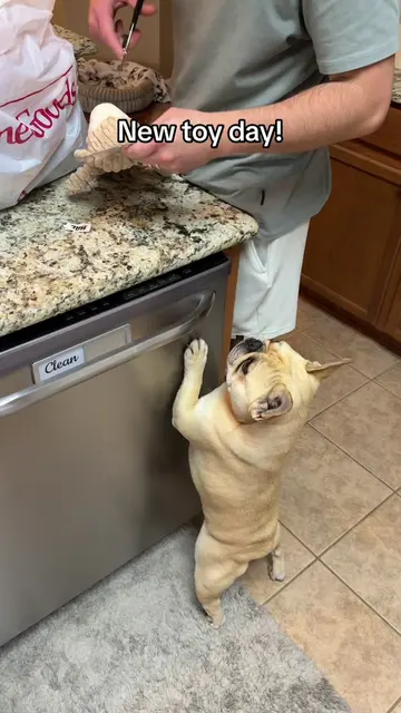 Spoiled boys #dogmom #frenchie #frenchbulldog #dogsoftiktok #frenchiesoftiktok 