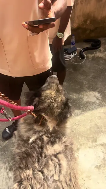 Meet Parker, this giant Caucasian Shepherd who was in desperate need of some pro