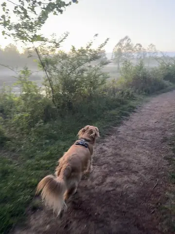 Solace - out here in the quiet and beautiful Tennessee countryside with Claude, 