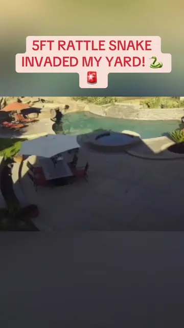 5FT RATTLE SNAKE INVADED MY YARD! 🐍🚨 #rattlesnake #scarysnake #caughtoncamera 