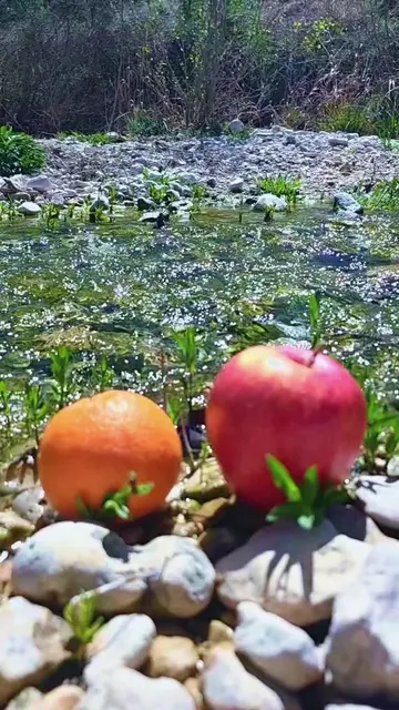 apple #apple 