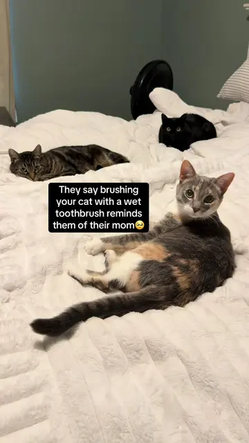 This was so sweet 🥺 #cats #catsoftiktok #foryou #foryoupage 
