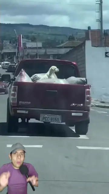 Siguieron esta camioneta y descubrieron un refugio para perritos sin hogar 🐶❤️�