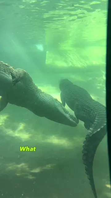 🐊 Info on the most terrifying bucket-list experience on Earth... 👀 Part 3/6 in