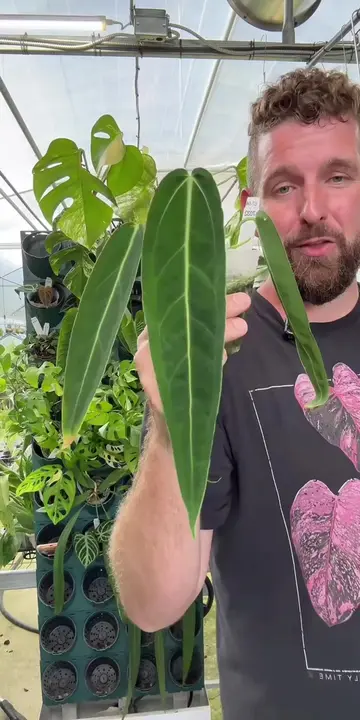 Hit follow, join the next live auction! “True Plant Daddy auction!” 😂🤣 #tiktok