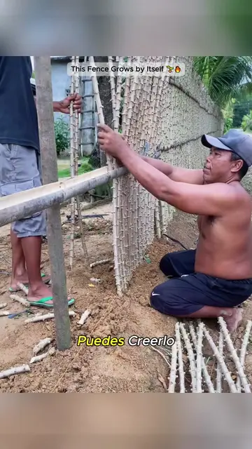 CassavaLivingFence#LivingFence#FarmHacks#SustainableFarming#GreenInnovation#Natu