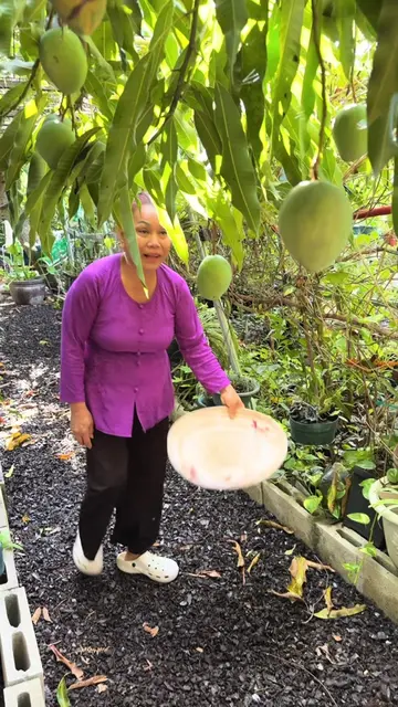 Mango Mango Mango! 🥭🥭🥭 #mango #harvest #florida #backyardgarden #fruittree 