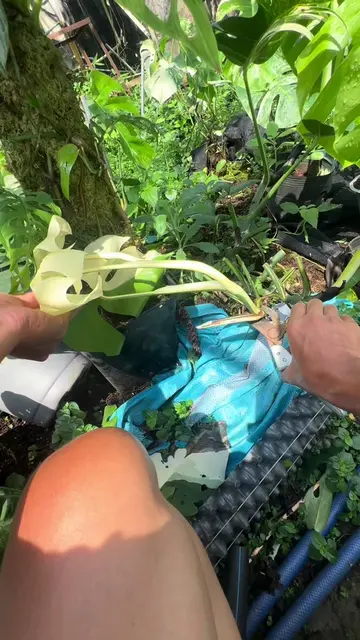 #cuttingmomsteraalbo  #monstera #plants #houseplants #plantslover  