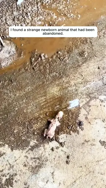 I found a strange newborn animal that had been abandoned #rescuedog #dog #dogsof