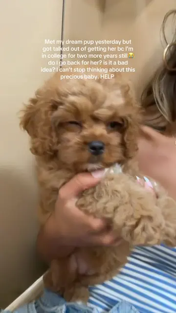 So close to getting this baby but I live in a apartment 😩😩 #puppy #cavapoopupp