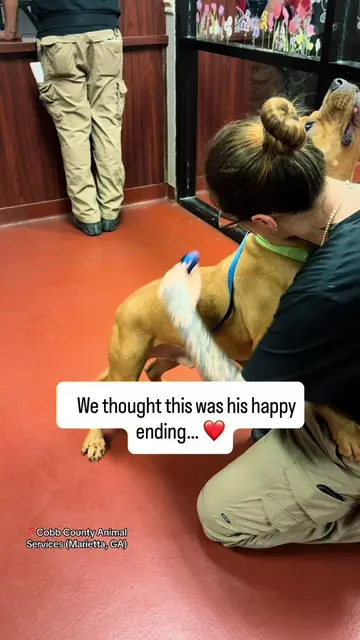 Mack is URGENT!!  ID (16950) Kennel (57) READ HIS STORY ⬇️ 💔 The happiest goodb