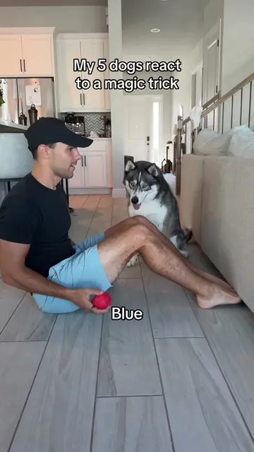 Magic is a no-go in this house…  #dogsoftiktok #husky #goldenretriever #huskies 